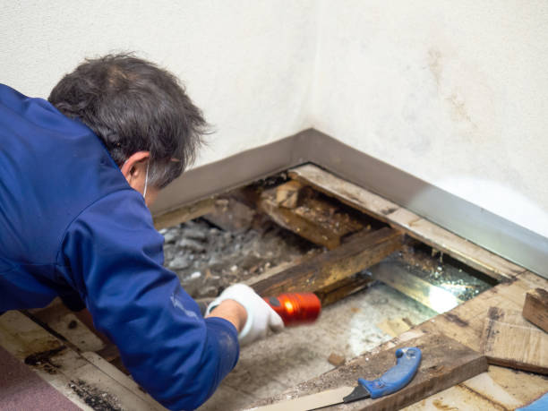 Best Fast Mold Removal  in Prien, LA