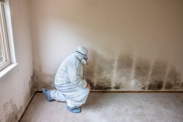 Mold Removal and Inspection in Prien, LA