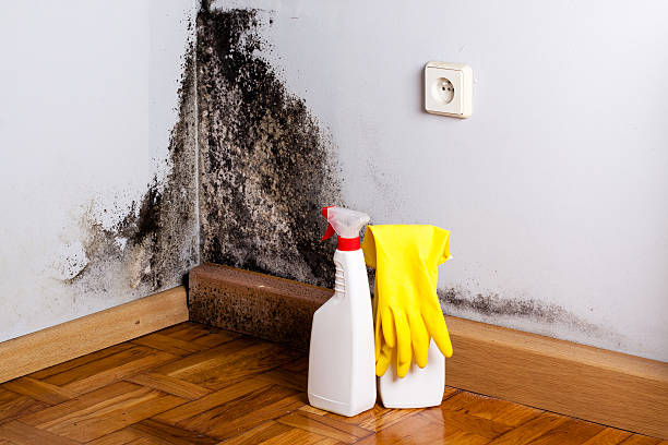 Best Local Mold Removal Service  in Prien, LA