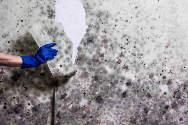 Best Attic Mold Removal  in Prien, LA