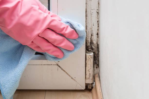 Best Local Mold Removal Service  in Prien, LA