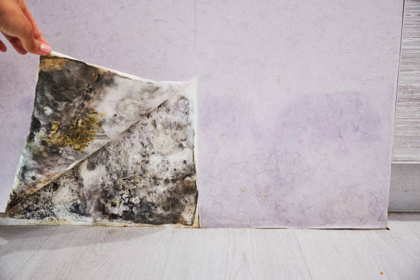 Best Mold Remediation Services  in Prien, LA